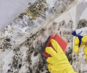mold remediation in Vancouver