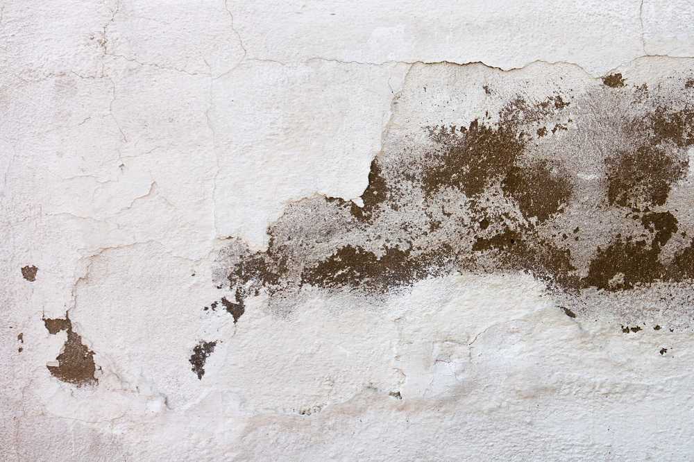 How to Identify and Treat Mold in Your Basement